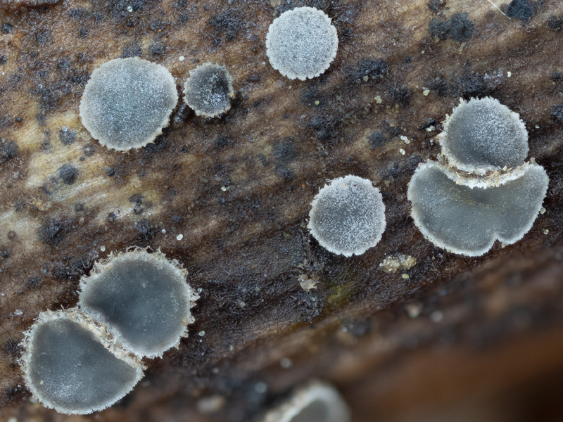 Mollisia rosae